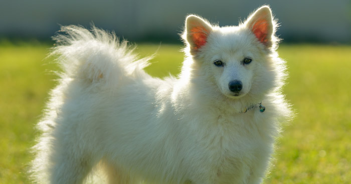 Indian Spitz