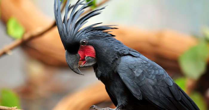 Palm Cockatoo (Probosciger aterrimus)