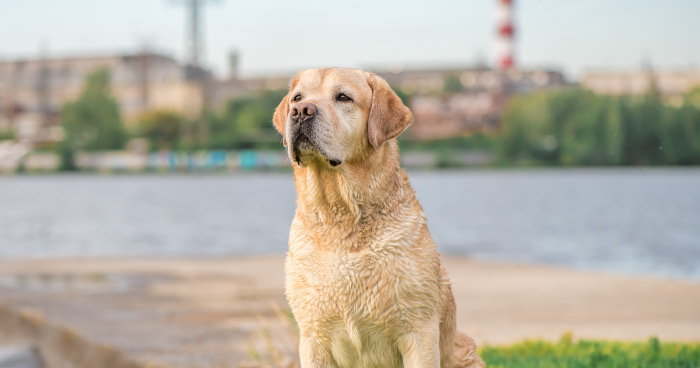 Labrador Retriever