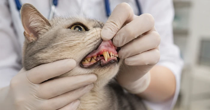 How to Spot Mouth & Gum Disease