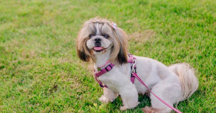 Shih Tzu