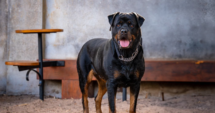 Rottweiler