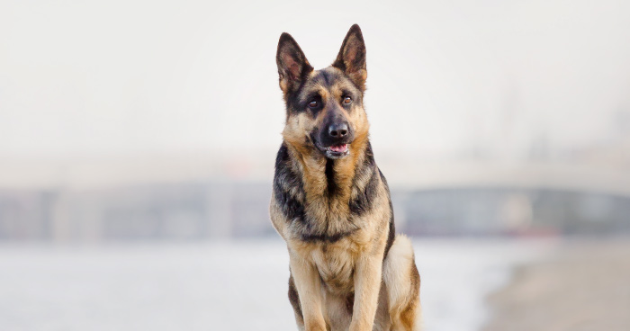 German Shepherd