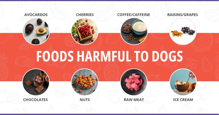 Human food harmful to dogs hotsell