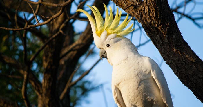 Yellow-crested Cockatoo (Cacatua sulphurea)