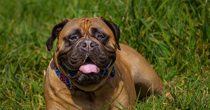 Bullmastiff