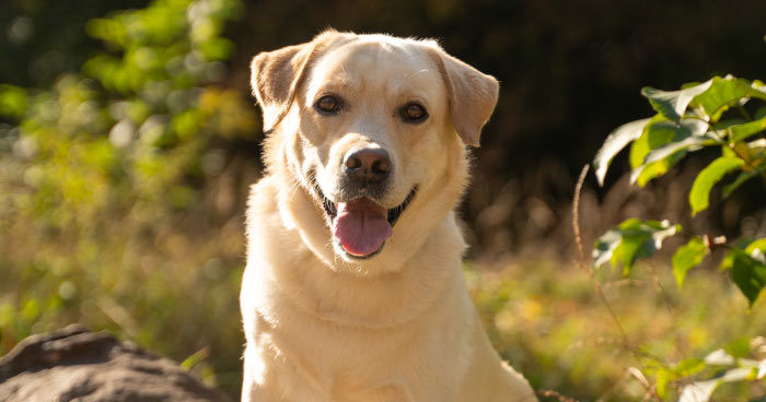 Labrador Retrievers