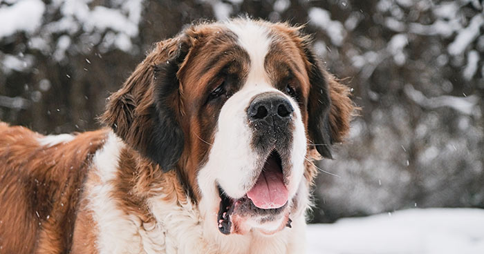 Saint Bernard