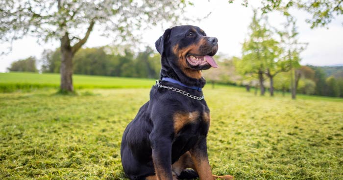 Rottweiler