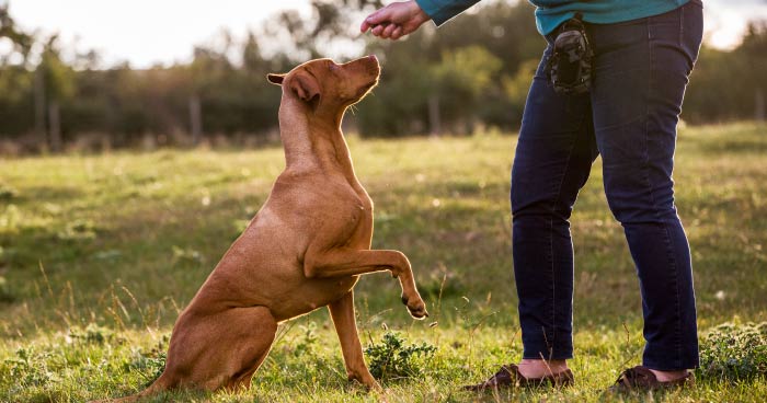 Training and Socializing Your Pet