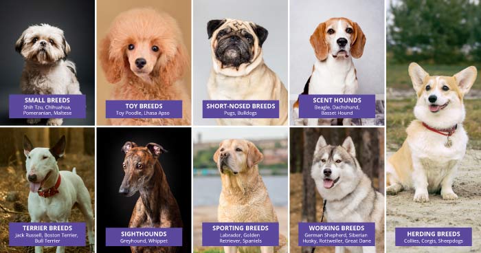 How Breed Affects Exercise Needs