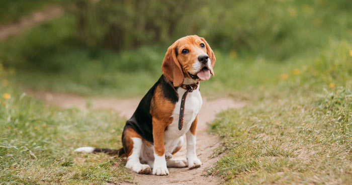 Beagle