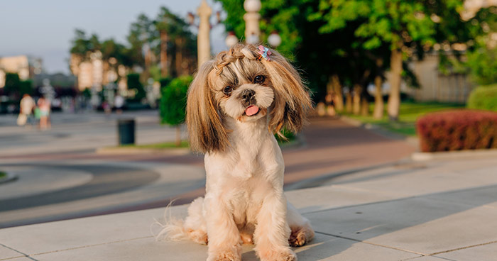 Lhasa Apso