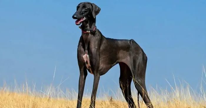 Mudhol Hound