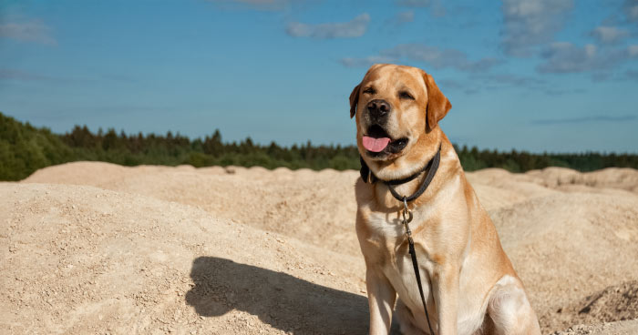 Labrador Retrievers