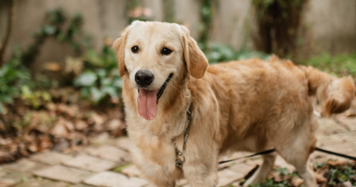 Golden Retriever