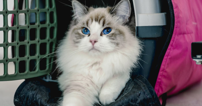 Ragdoll