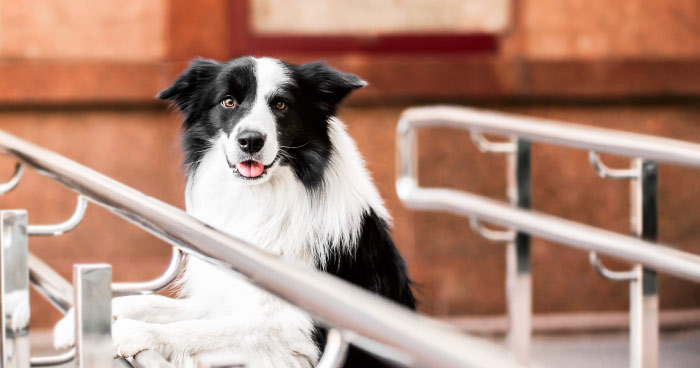 Border Collie