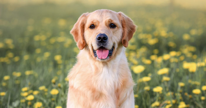 Golden Retriever