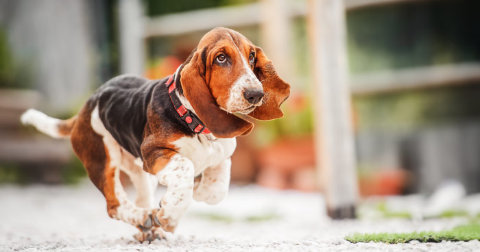 Basset Hound