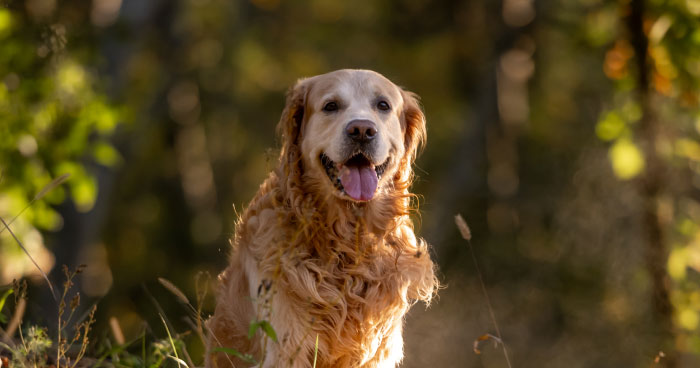 Golden Retriever