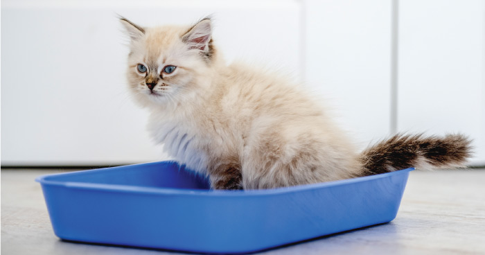 Traditional Litter Boxes