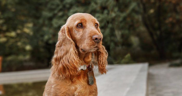 Cocker Spaniel