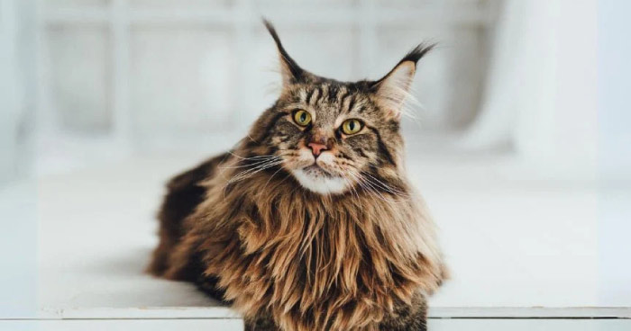 Maine Coon