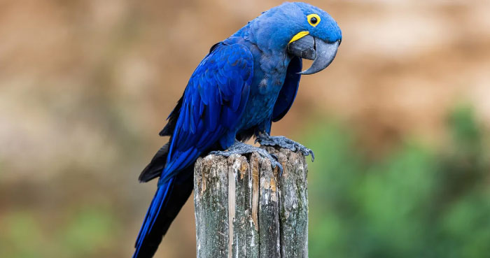 Hyacinth Macaw (Anodorhynchus hyacinthinus)
