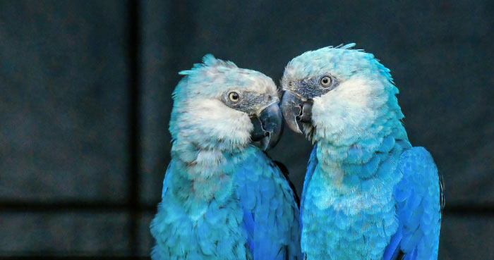 Spix’s Macaw (Cyanopsitta spixii)