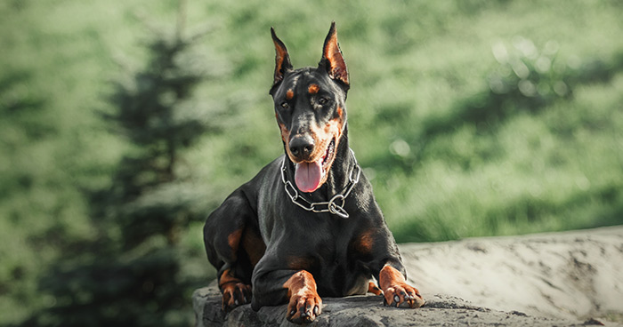 Doberman Pinscher