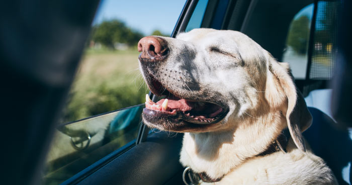 Road Trips with Your Labrador