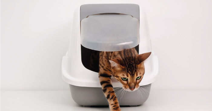 Covered/Hooded Litter Boxes
