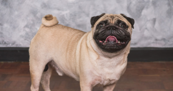 Pug