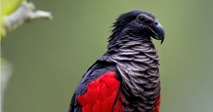 Pesquet’s Parrot (Psittrichas fulgidus)