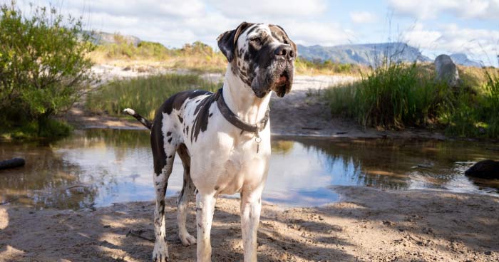 Great Dane