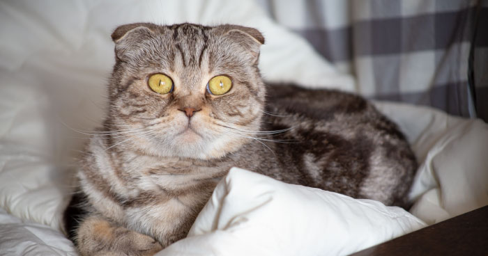 Scottish fold