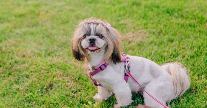 Shih Tzu