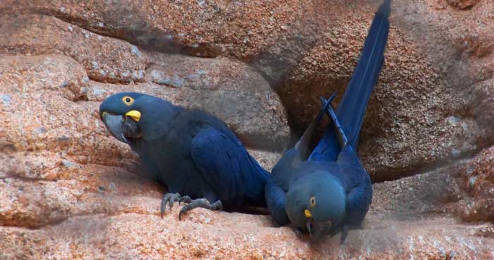 Lear’s Macaw (Anodorhynchus leari)
