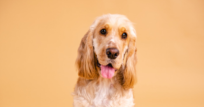 Cocker Spaniel