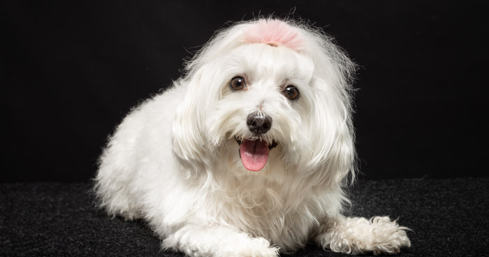 Maltese