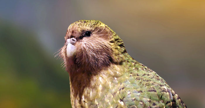Kakapo (Strigops habroptilus)