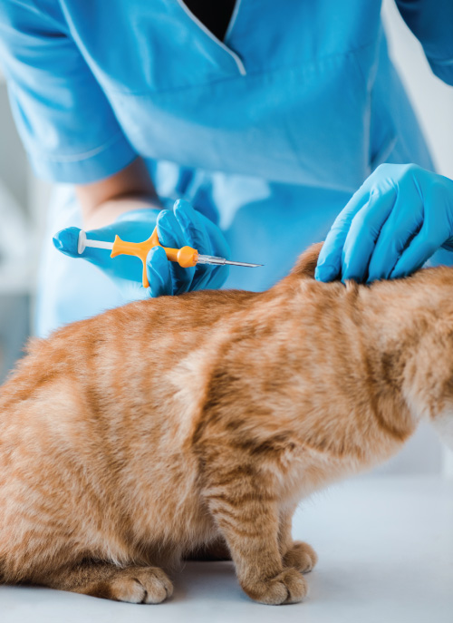 How-Is-a-Pet-Microchip-Implanted-microchip