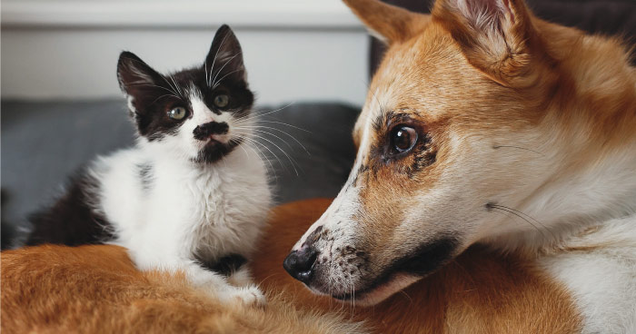 Pet Relocation Blog: Expert Tips
