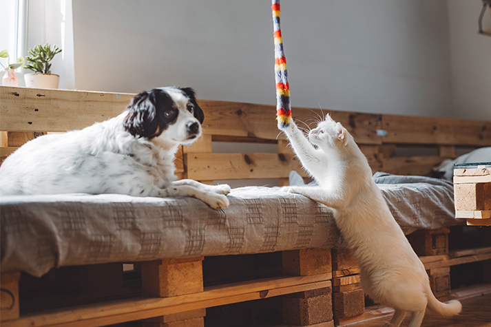 Pet Relocation Blog: Expert Tips