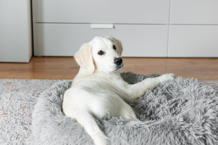 Pet Relocation Blog: Expert Tips